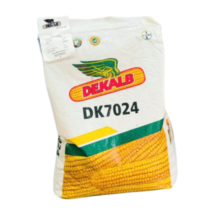 DK 7024 Hybrid Corn Seed