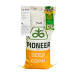 P1429 Hybrid Corn Seed (35,000 Kernels) – Pioneer® by Corteva