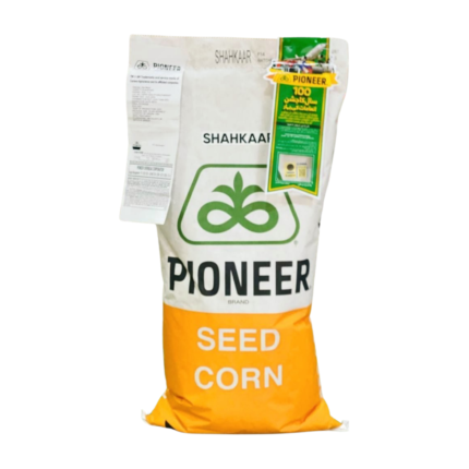 Shahkar (Shahkaar) Hybrid Corn Seed – Pioneer® by Corteva (35,000 Kernels)